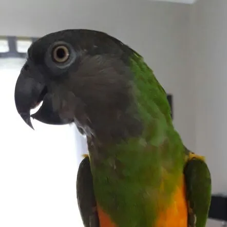 talkie's author avatar