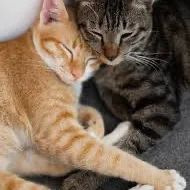 creator Creative-analytics's avatar