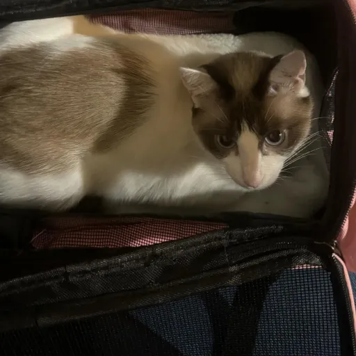 creator That one kid 10's avatar