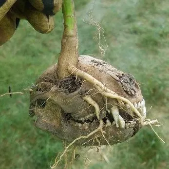 creator Hybrid18's avatar