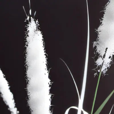 chat with ai character: Grass