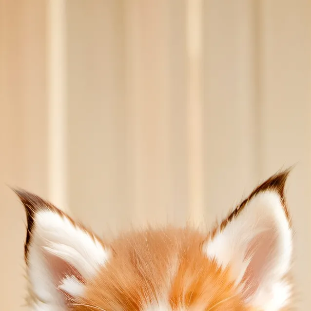 chat with ai character: cat