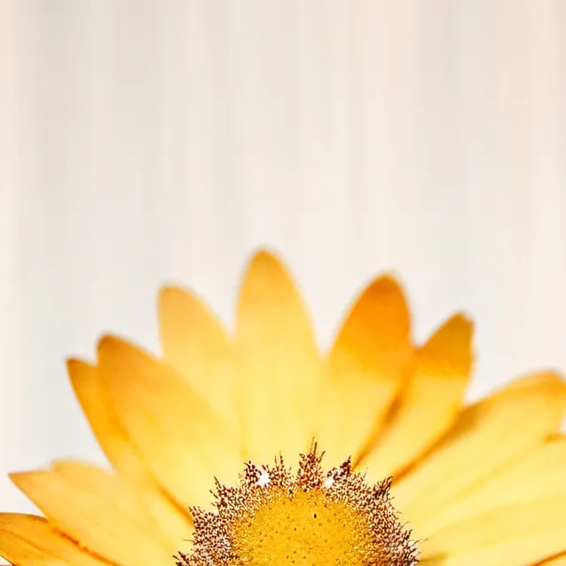 chat with ai character: hello Kitty 