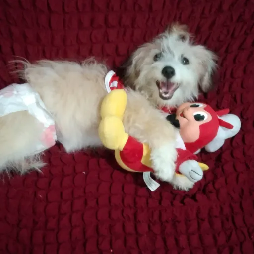 talkie's author avatar