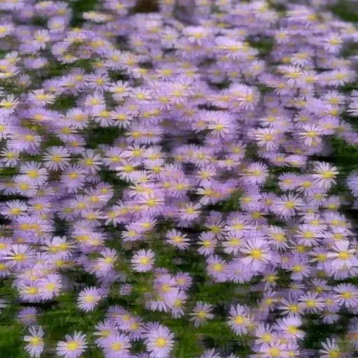 creator chxxyyy's avatar