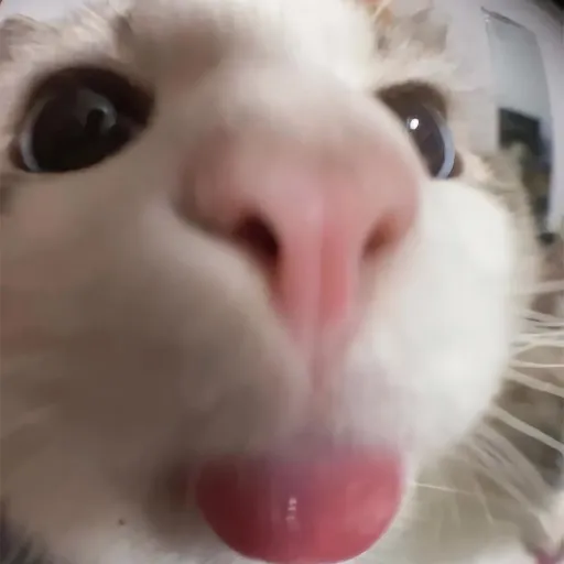 creator ayseeh's avatar