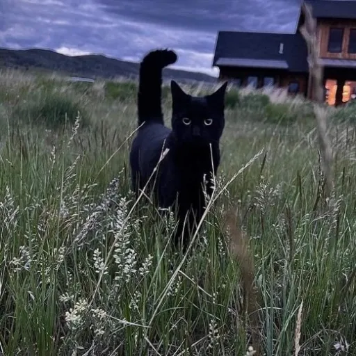 creator Høney's avatar