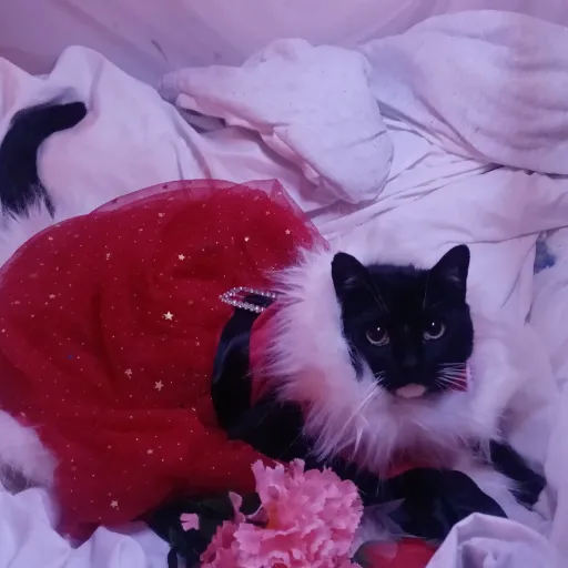 creator mei hue's avatar