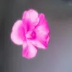 creator crissy🥵❤🤲😘's avatar