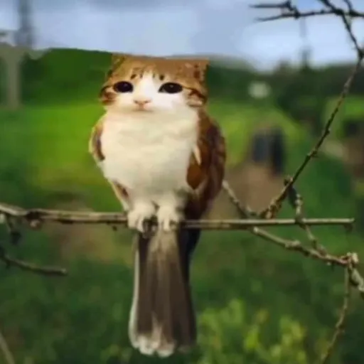 creator you'll find out's avatar