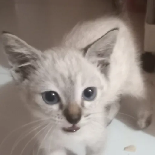 creator zkcys's avatar