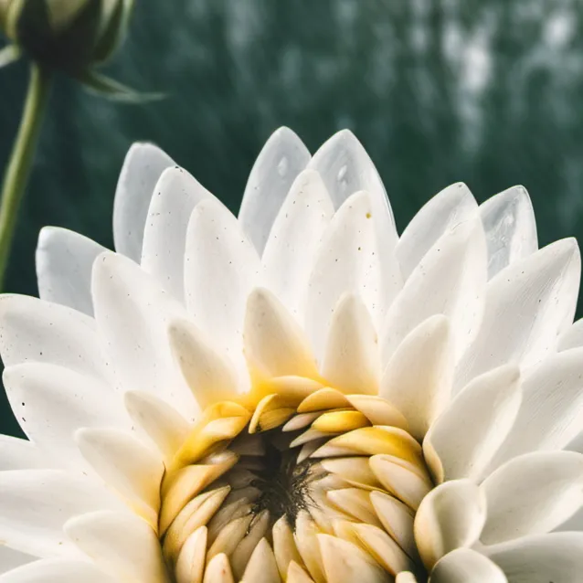 chat with ai character: Flower