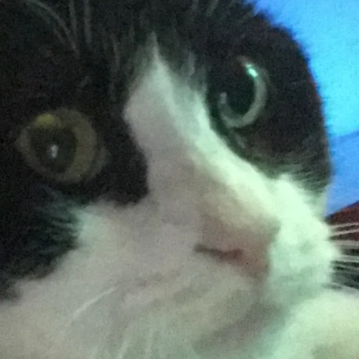 creator Brendon Caim's avatar