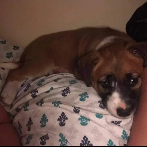 creator BAM6988's avatar