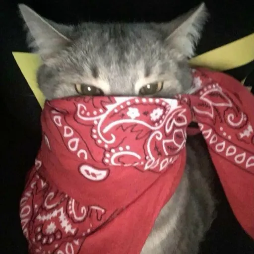 creator GRAYCIE‼️'s avatar