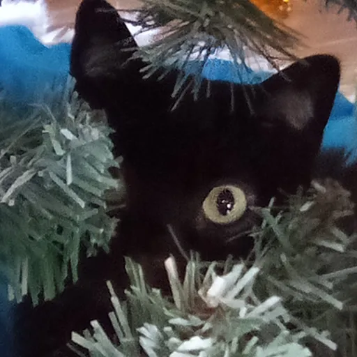 creator 🐾<--Ally-->🐾's avatar