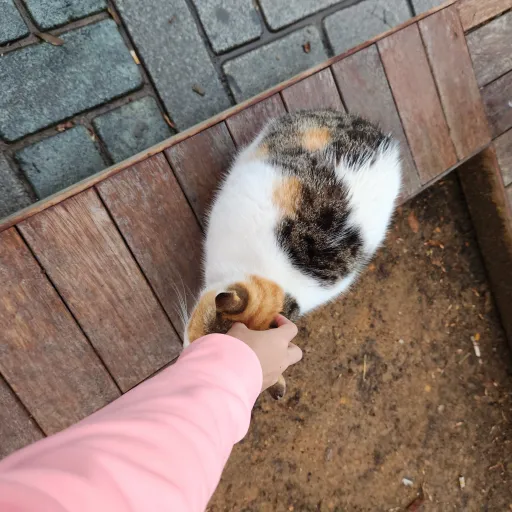 creator random book main's avatar