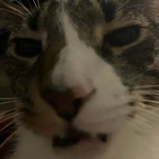 creator Ali/The/Cat/:3's avatar