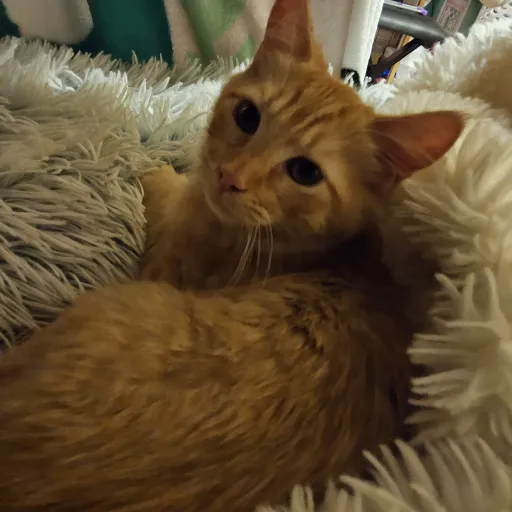 creator -RAYLINN-'s avatar