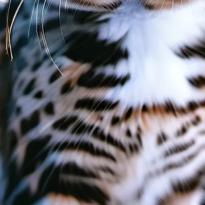 chat with ai character: Rikki