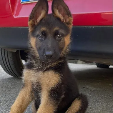 creator Pinkprincess 🩷🌸🌷's avatar