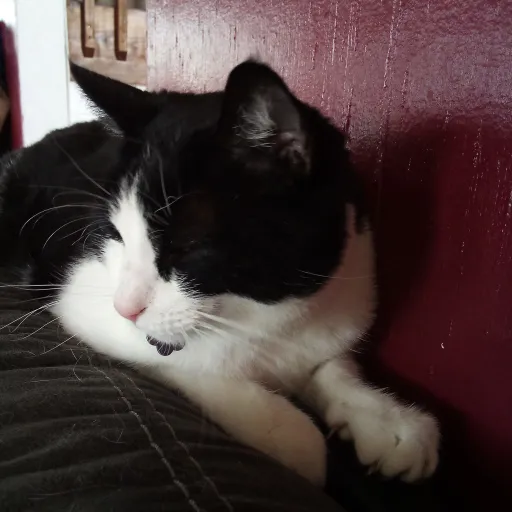 talkie's author avatar