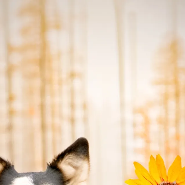 chat with ai character: Harpy the dog:)