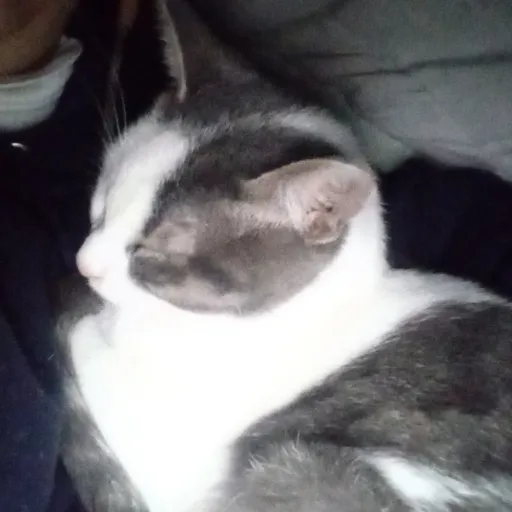 creator √Noah_baby√'s avatar