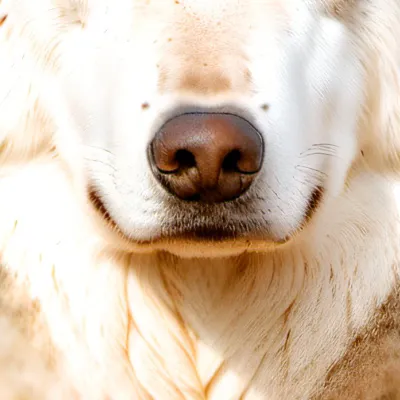 chat with ai character: KITTY