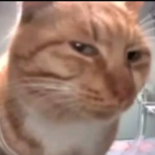 creator the same cat's avatar