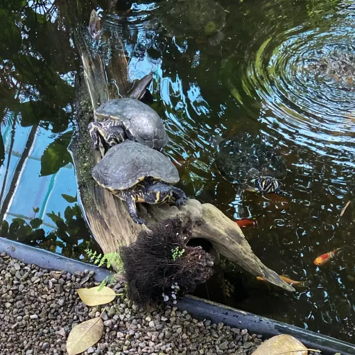 creator Melody_malfoy😚's avatar