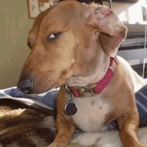 creator dOgBaSTiC_sIDe_eYe's avatar