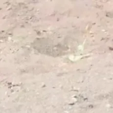 creator Justarandomboyig's avatar