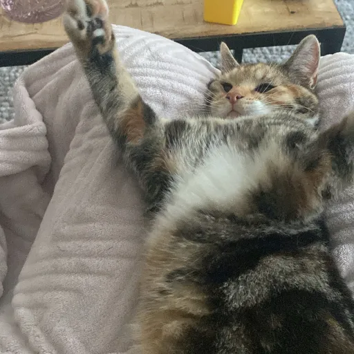 talkie's author avatar