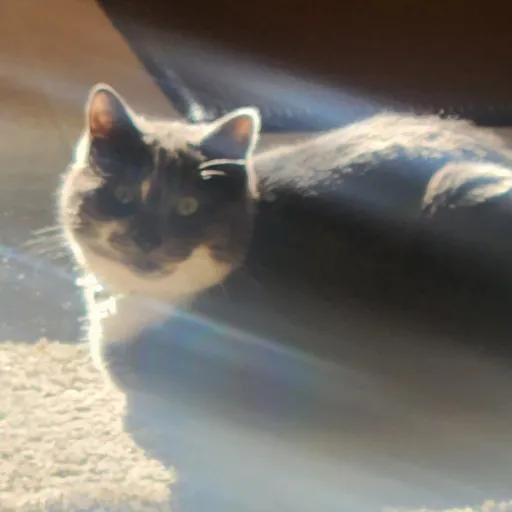 talkie's author avatar