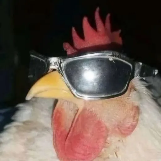 creator not_a_chicken's avatar
