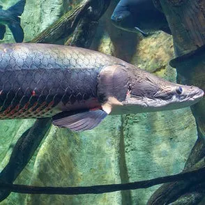 creator fire flip 1984's avatar