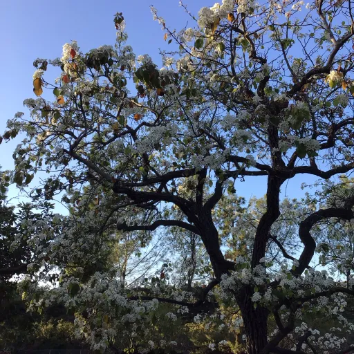 creator Rawer :3's avatar