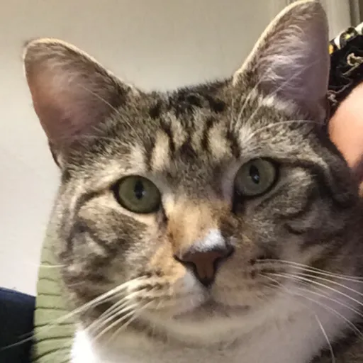 creator Dr. Strengalio's avatar