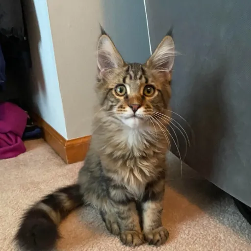 creator SeaTheDragon54's avatar