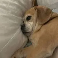 creator Trevor Surniolo's avatar