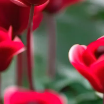 chat with ai character: Hashira