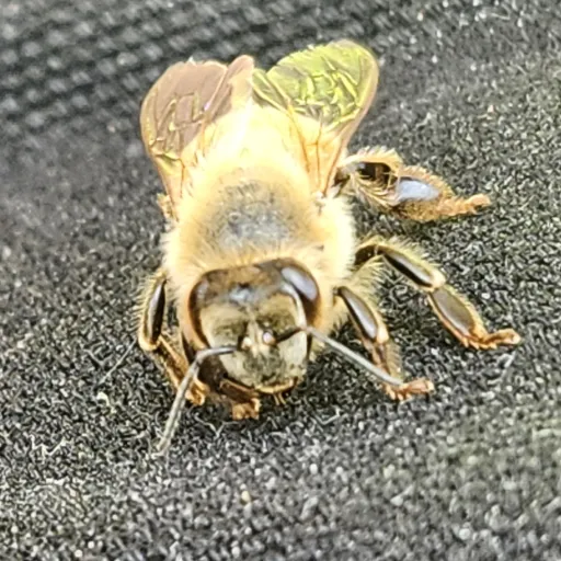 creator dee1's avatar