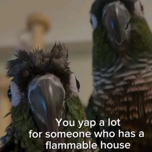 creator birb.'s avatar