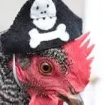 talkie's author avatar