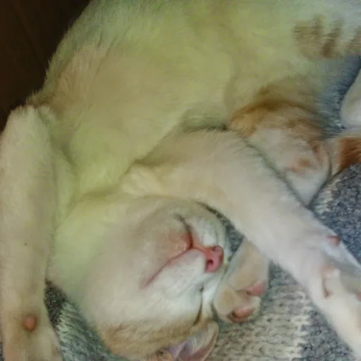 creator minty da kittenz's avatar