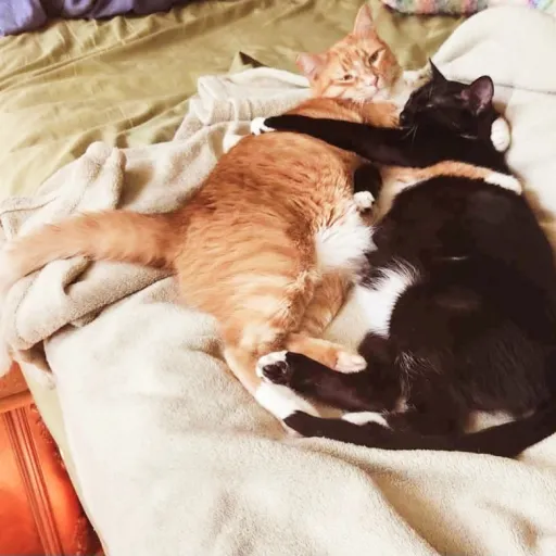 creator GEMMIE_KITTY's avatar