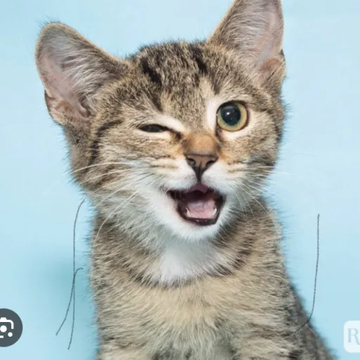 creator Cat yup2's avatar