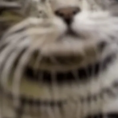 chat with ai character: Eater cat