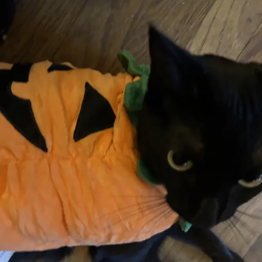 creator Gabbyiscute111's avatar